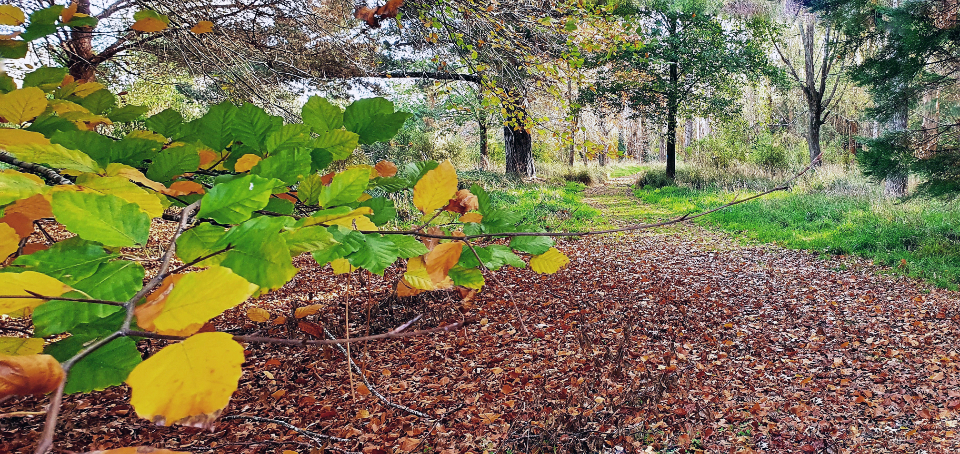 Autumn Woods