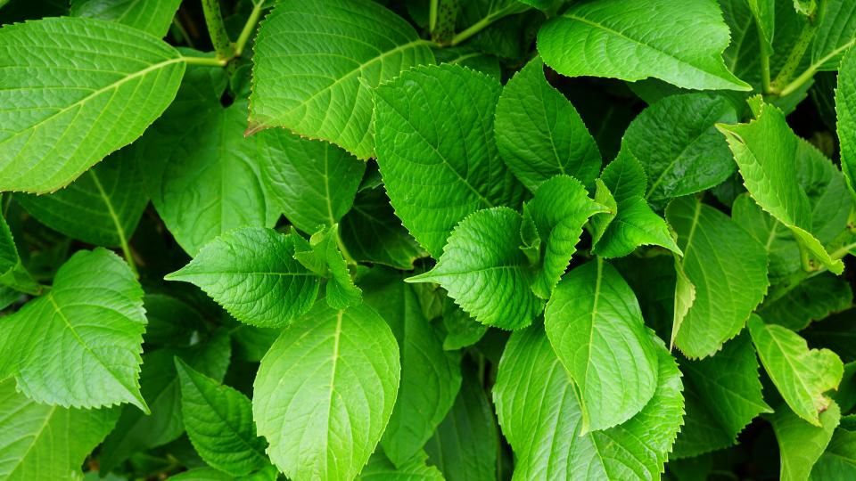 Nature Plants