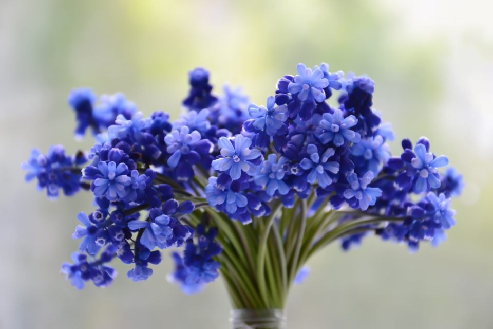 Flowers Bouquet