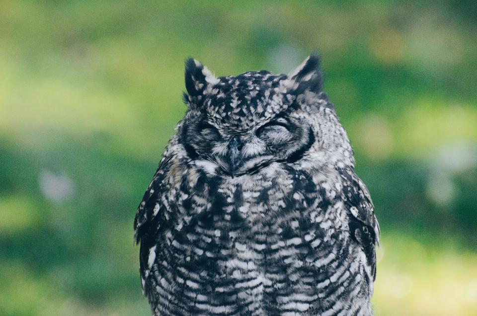 Owl Bird
