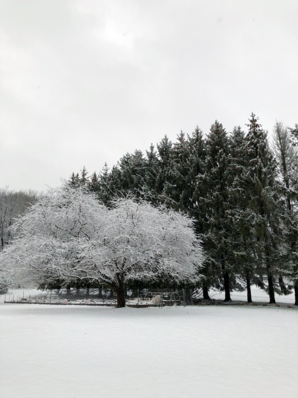 Snow Tree