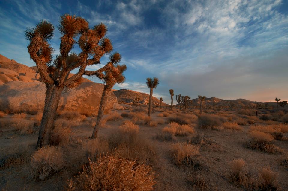 Desert Sand