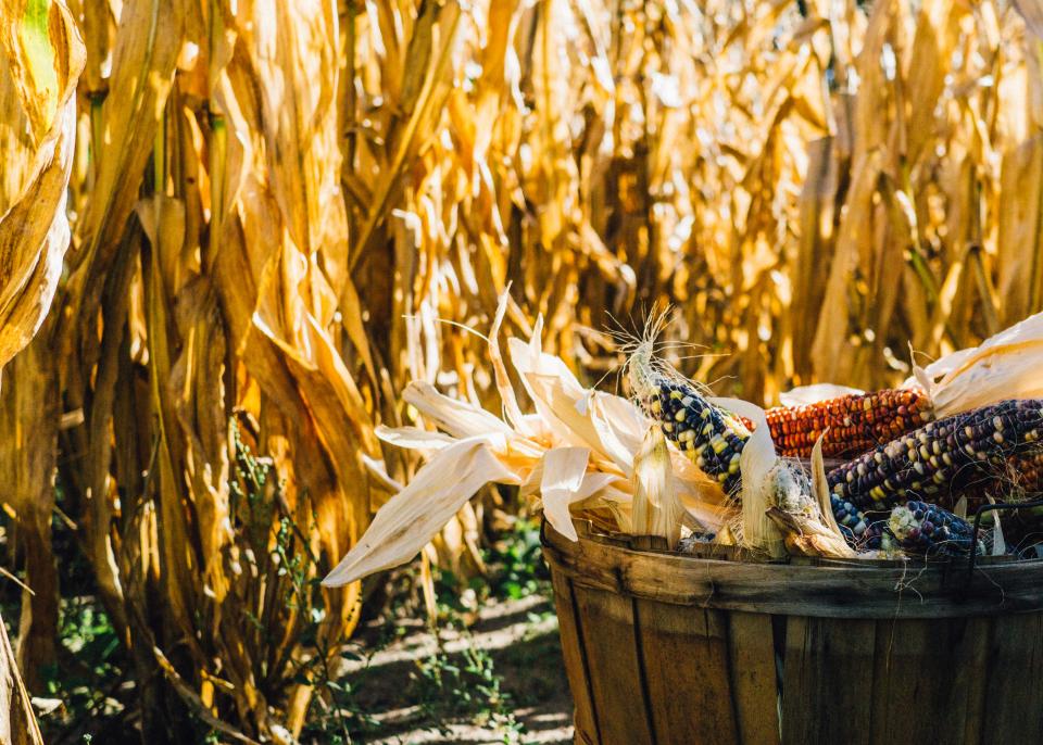 Corn Farm