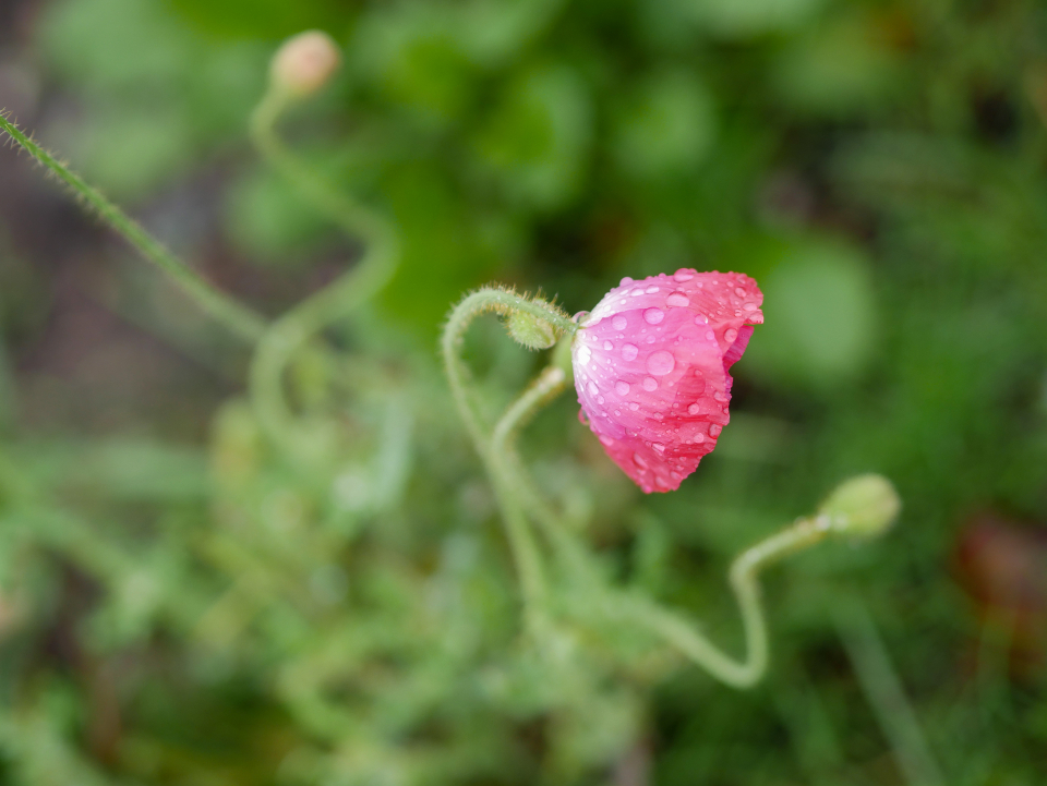 Rain Flower
