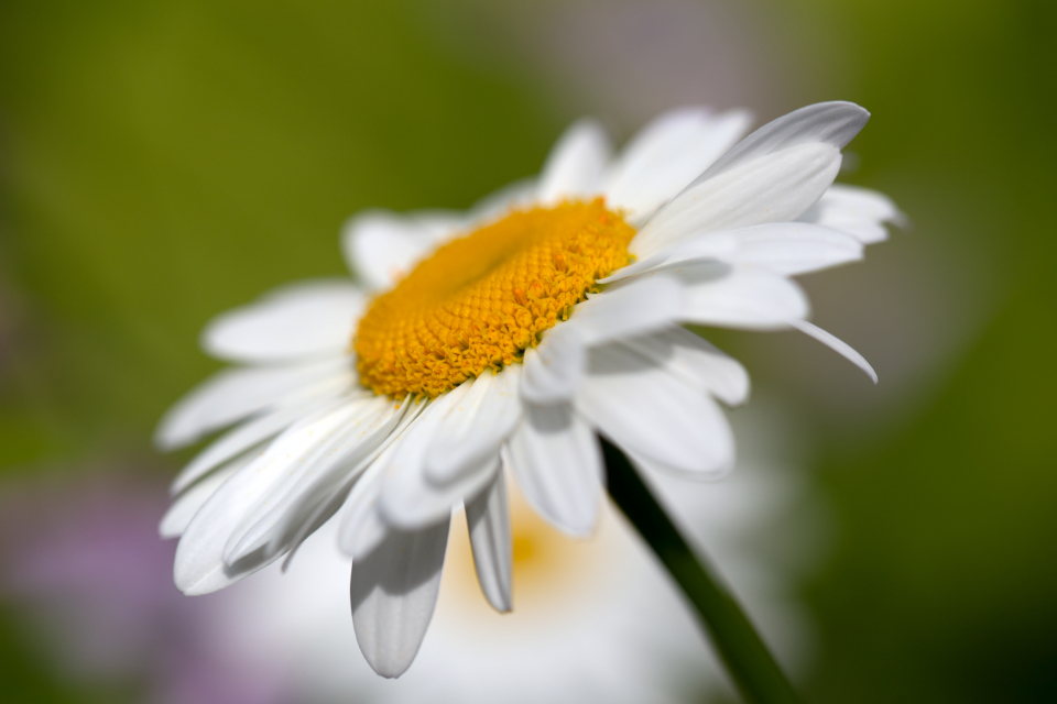 White Daisy