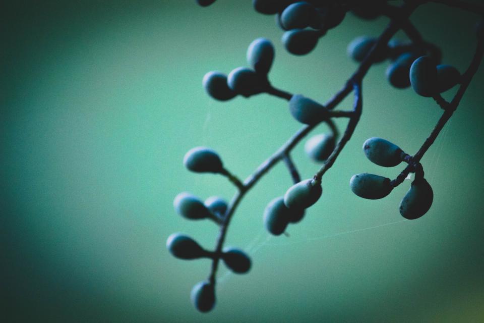 Dusk Teal