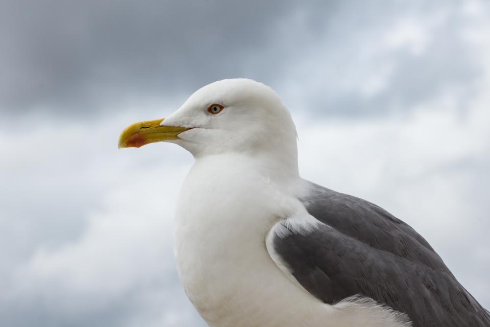 Seagull Bird