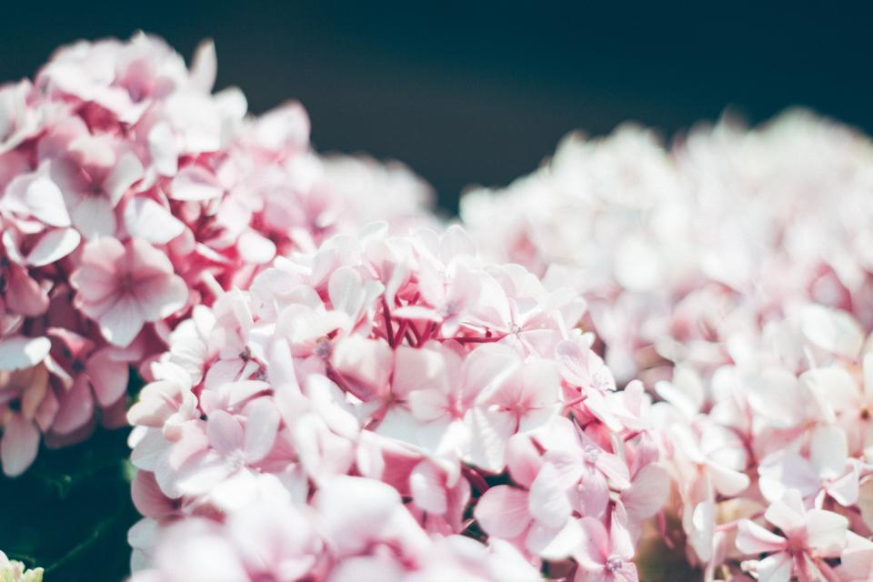 Flower White
