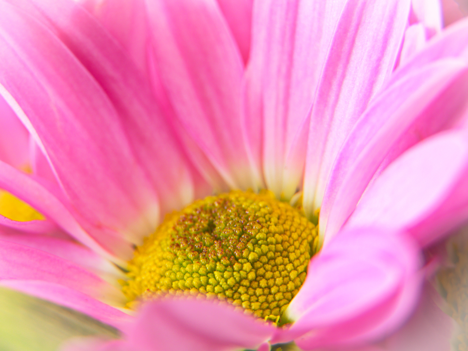 Abstract Flower