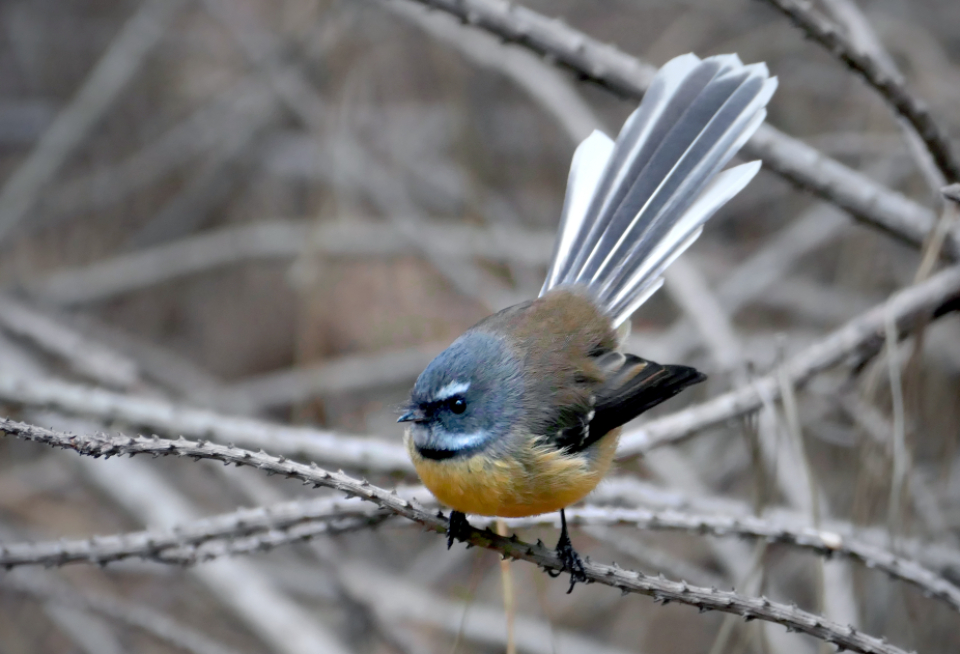 Perched Bird