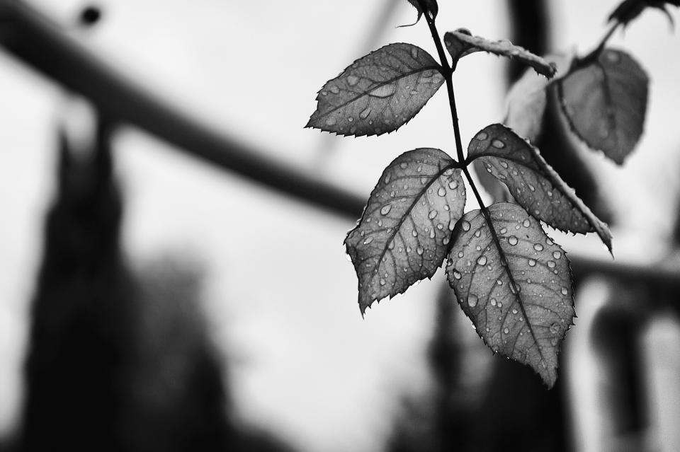 Nature Leaves
