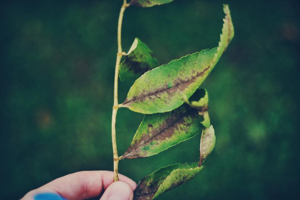 Green Leaf