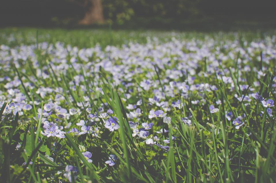 Flowers Grass