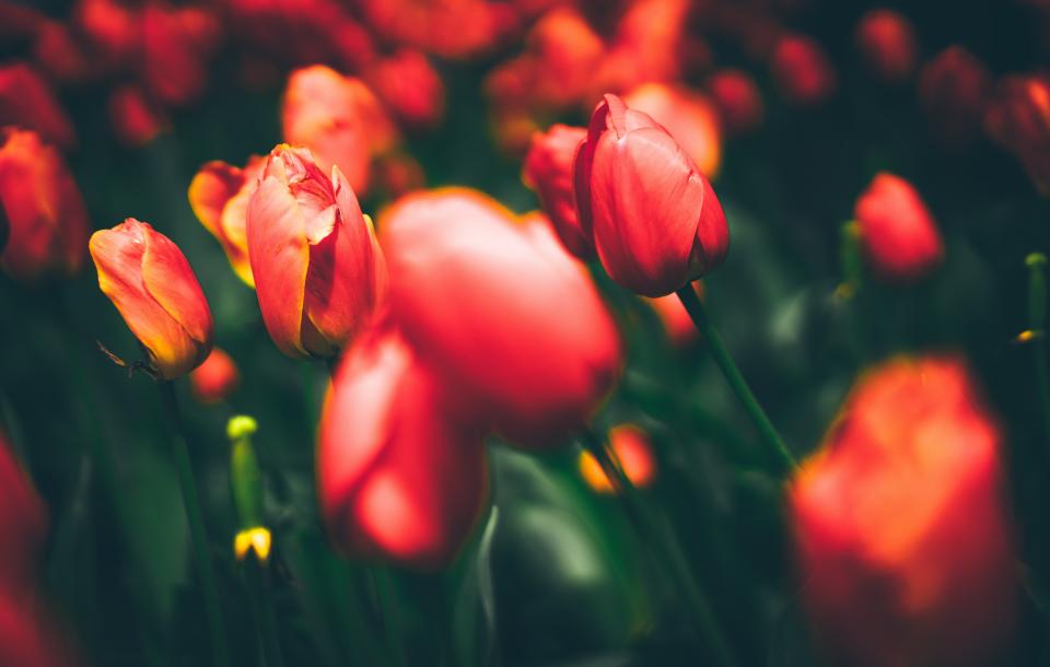 Flowers Nature