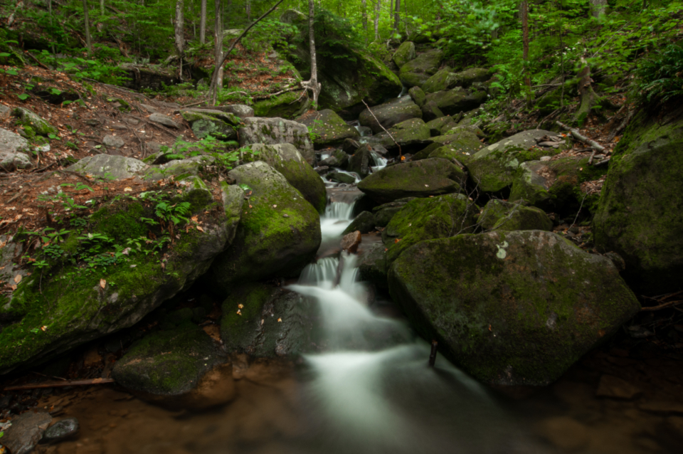 Waterfall Forest