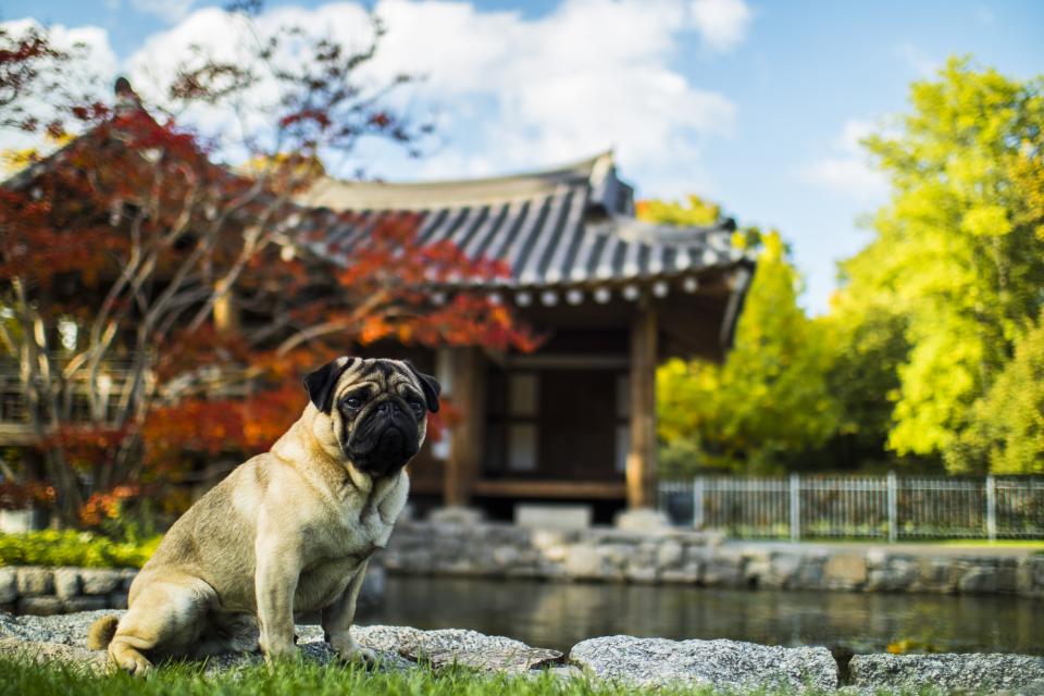 Animal Dog