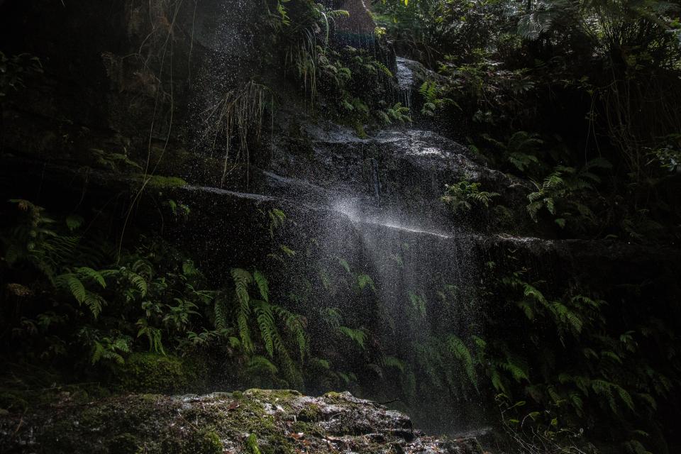 Nature Forest