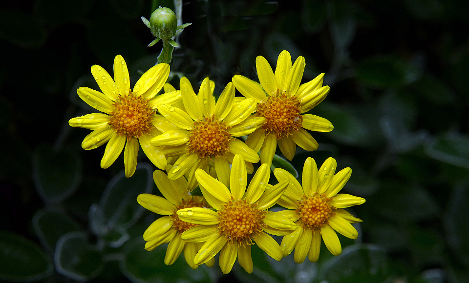 Yellow Flowers