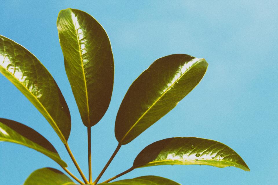 Green Leaf