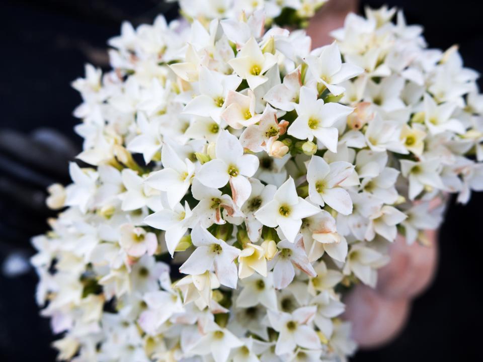 White Flowers