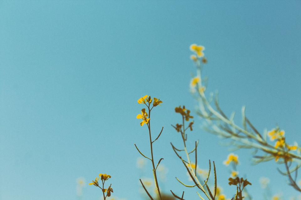 Yellow Flowers