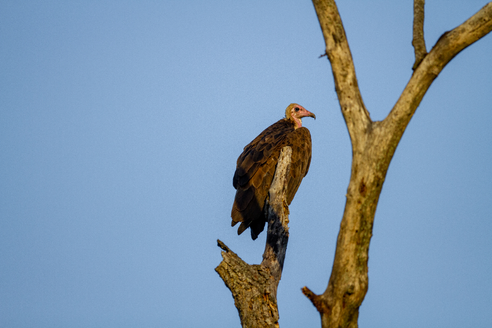 Vulture Bird