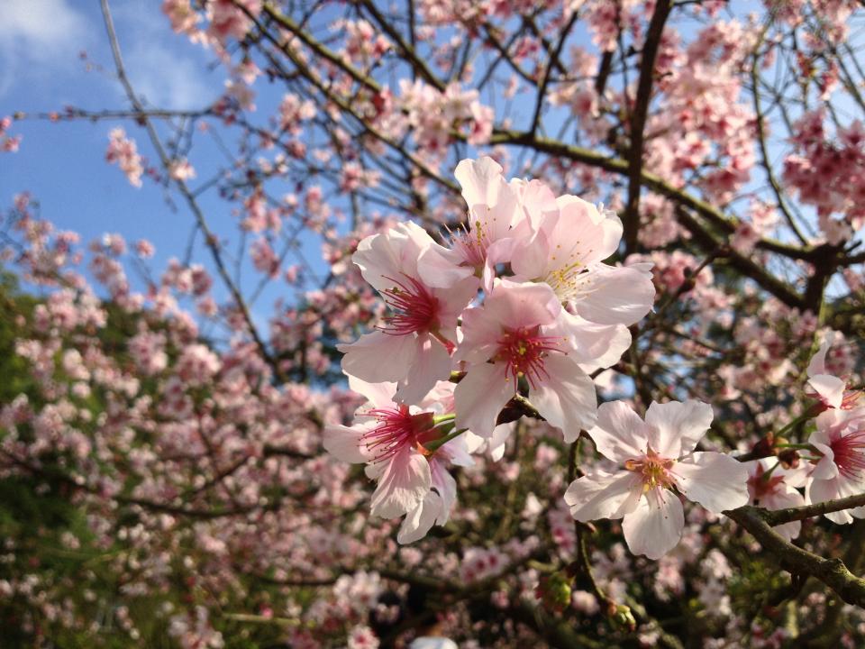 Pink Blossoms