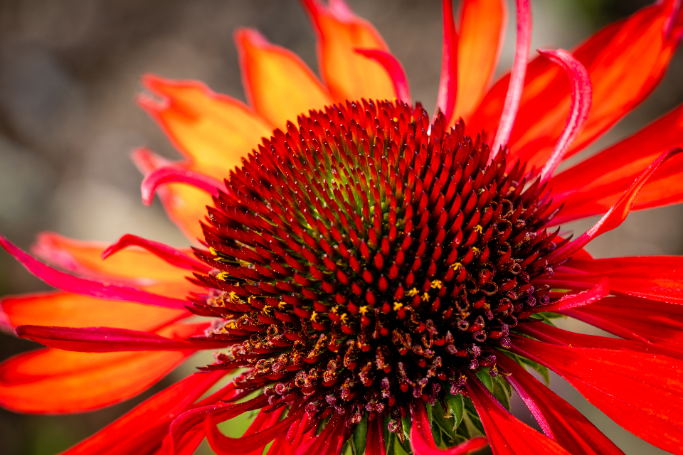 Macro Flower
