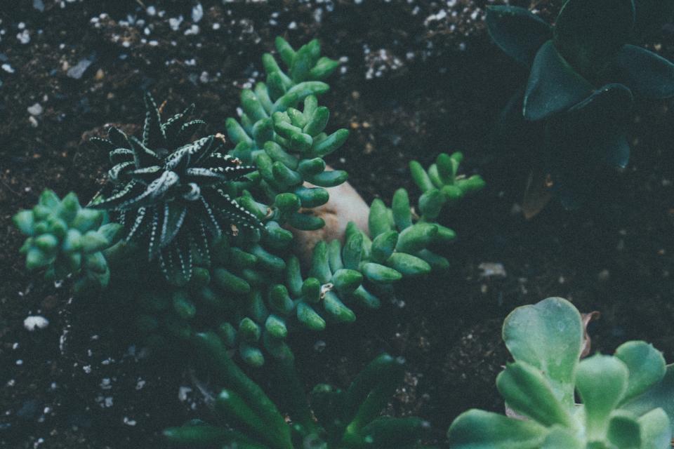 Leaves Green