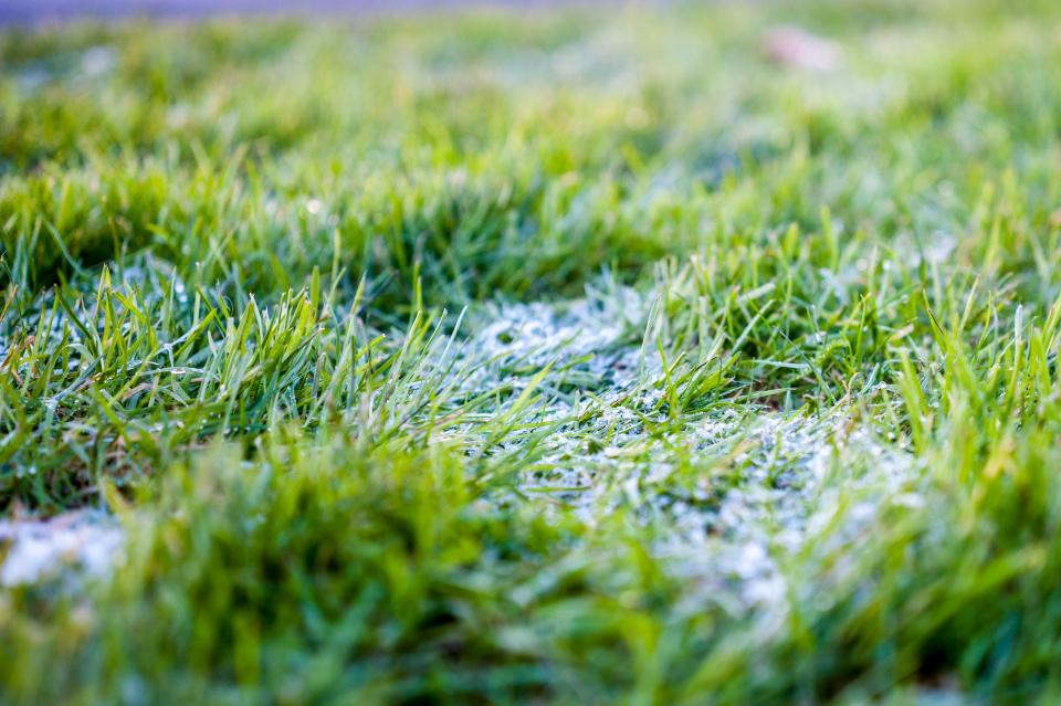 Green Grass
