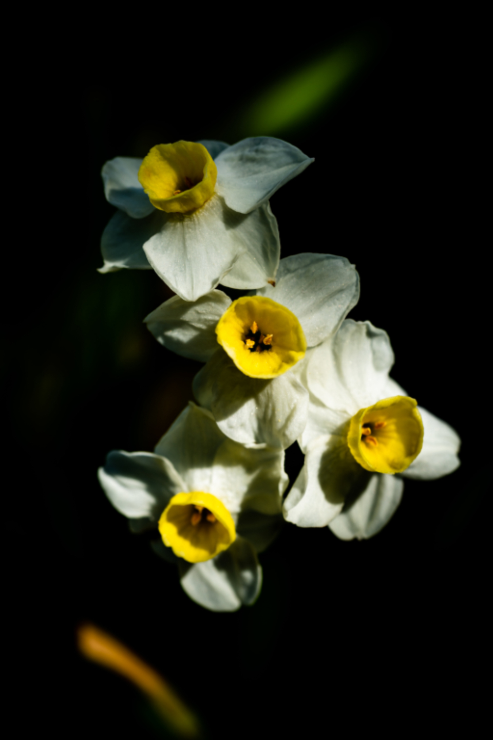 Spring Flowers