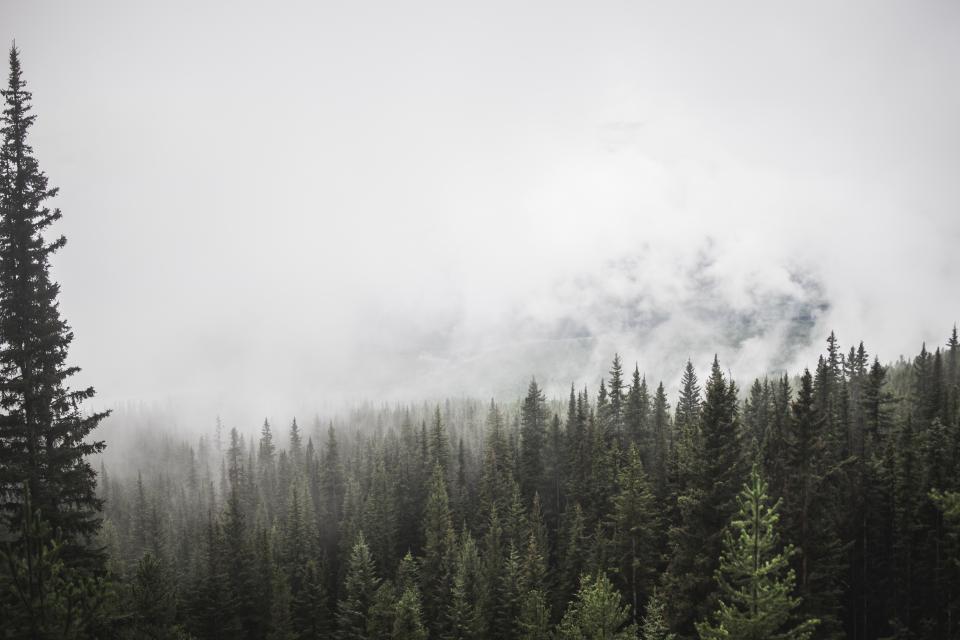 Forest Mountain