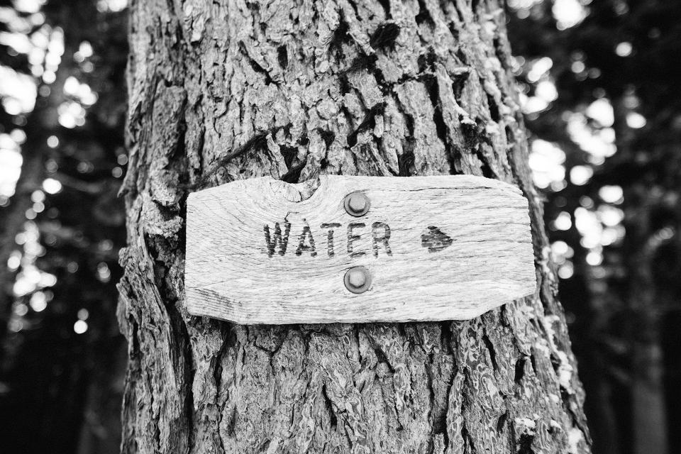 Tree Trunk Sign