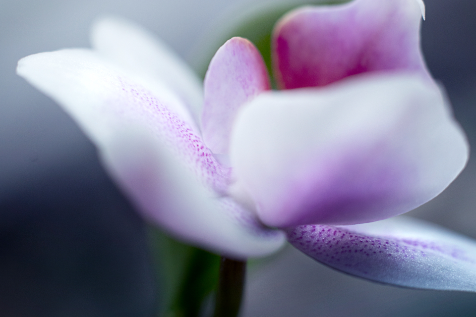 Purple Orchid