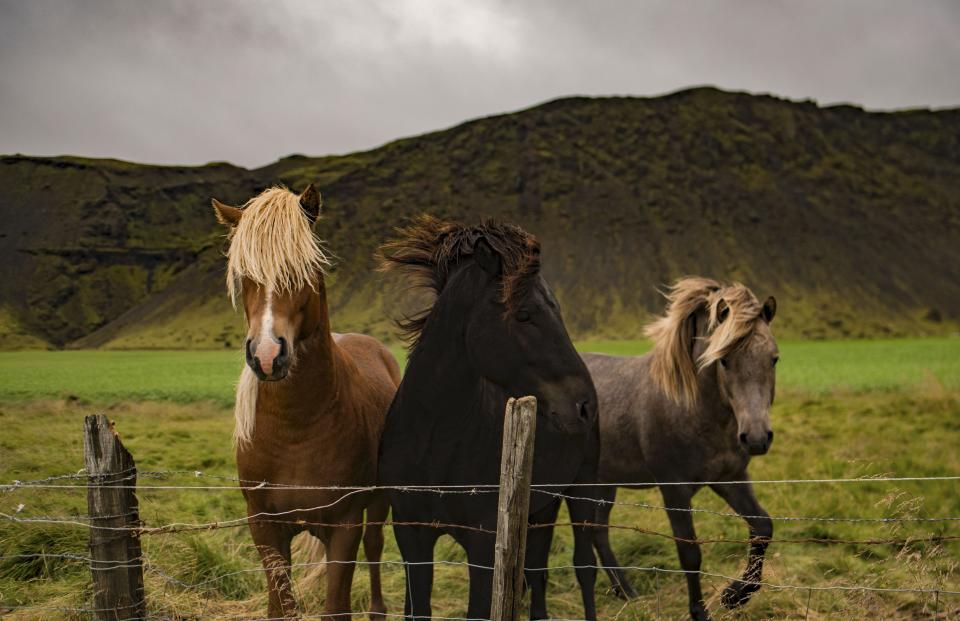 Horse Animal