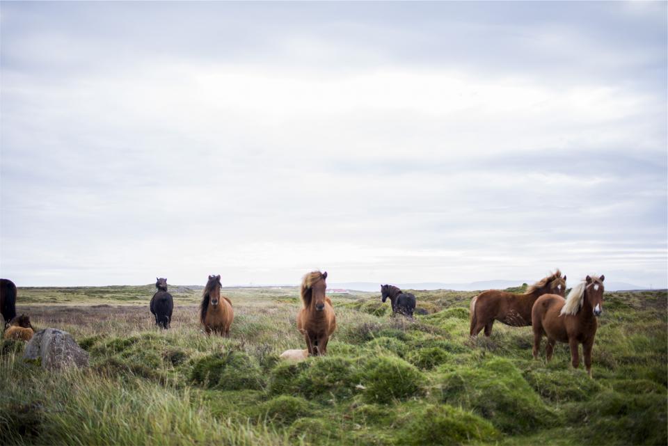Horses Animals