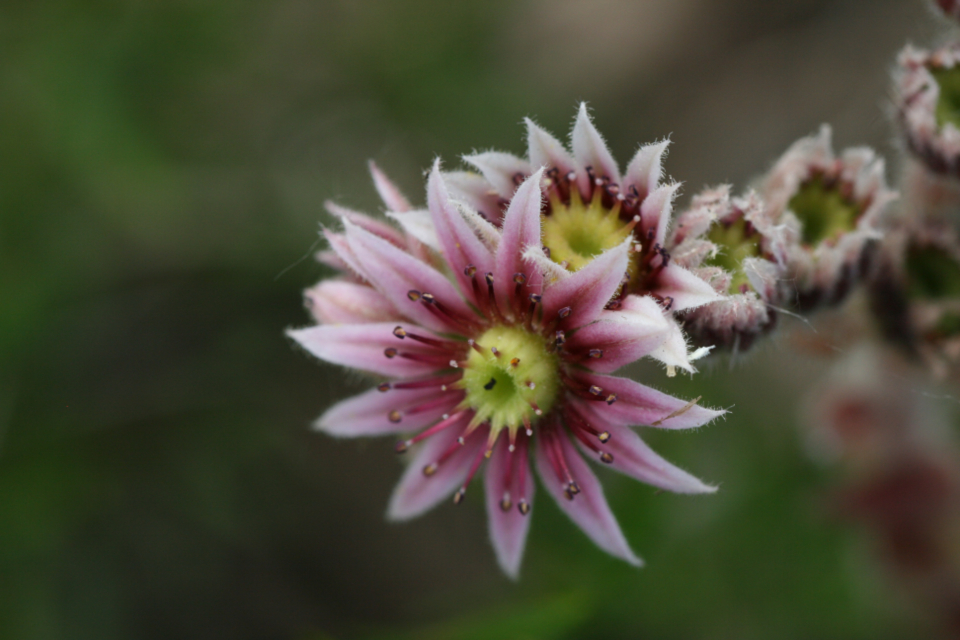 Pink Flower