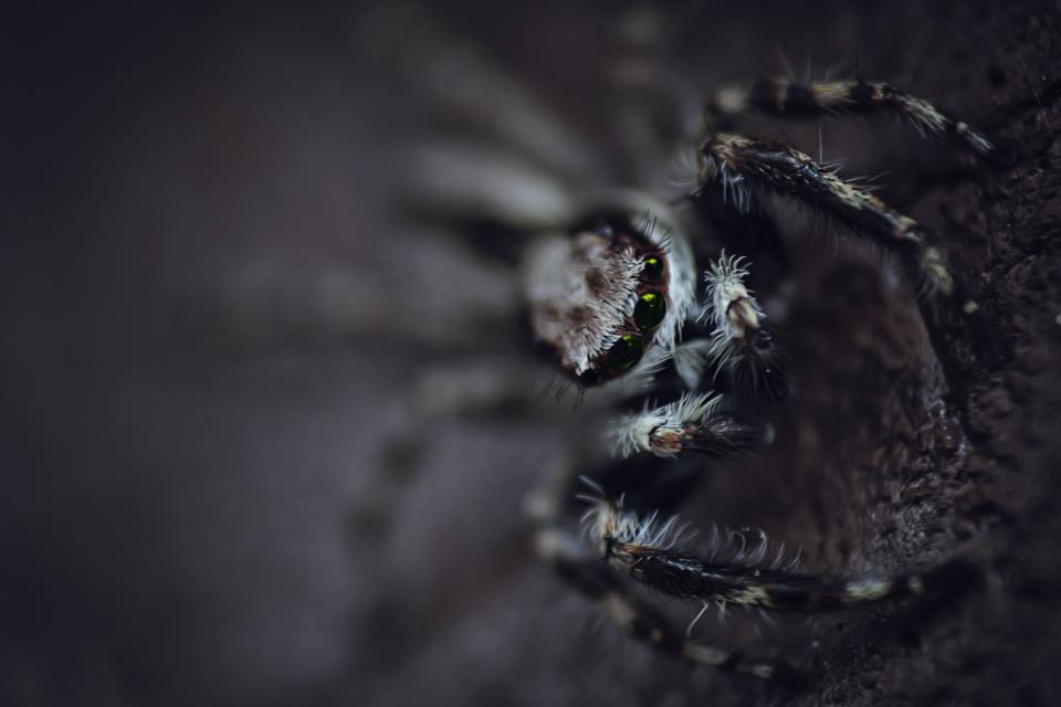 Creepy Animal