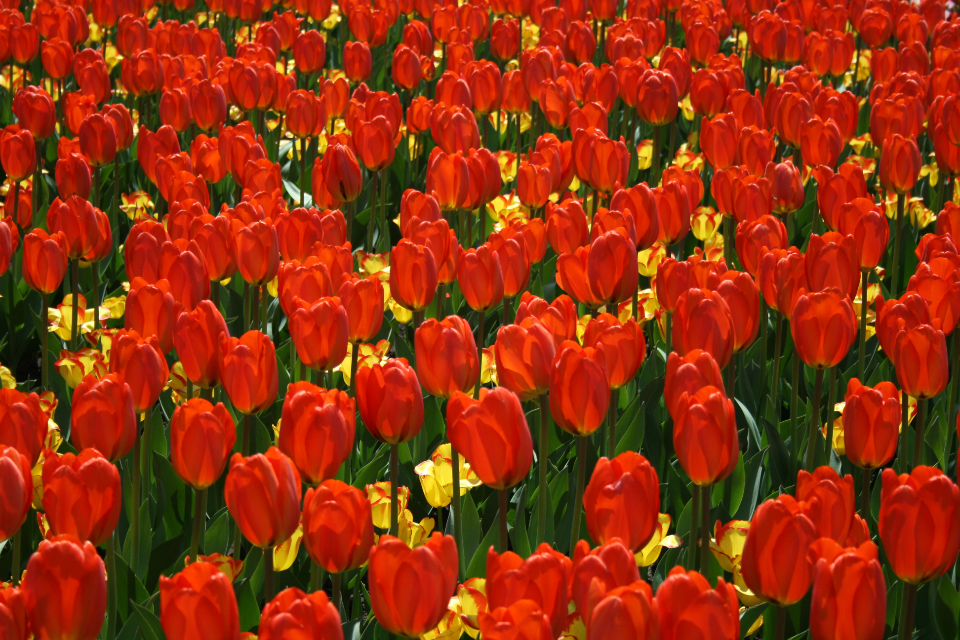 Tulips Background