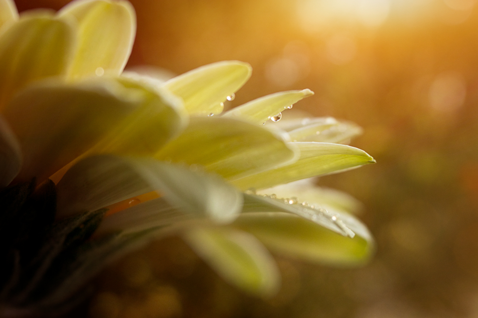 Macro Flower