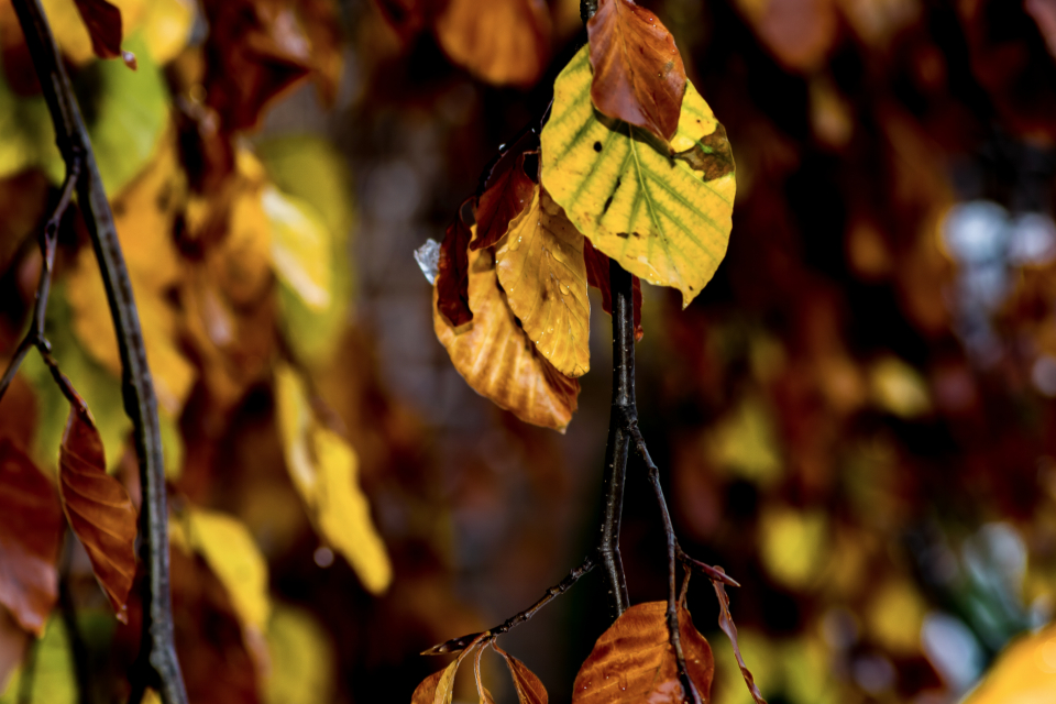 Leaves Autumn