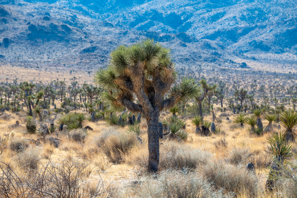 Tree Desert