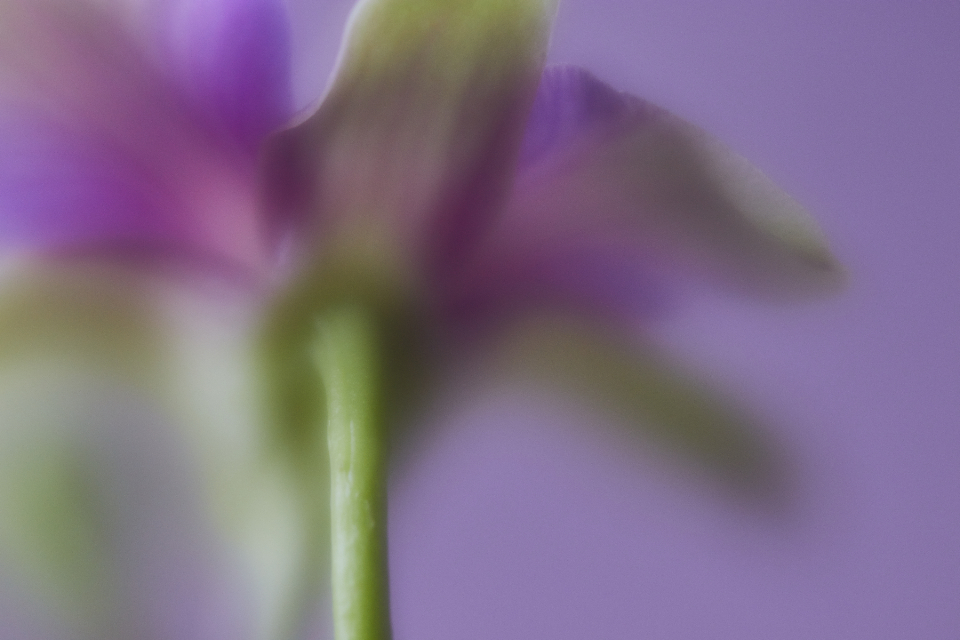Flower Leaves