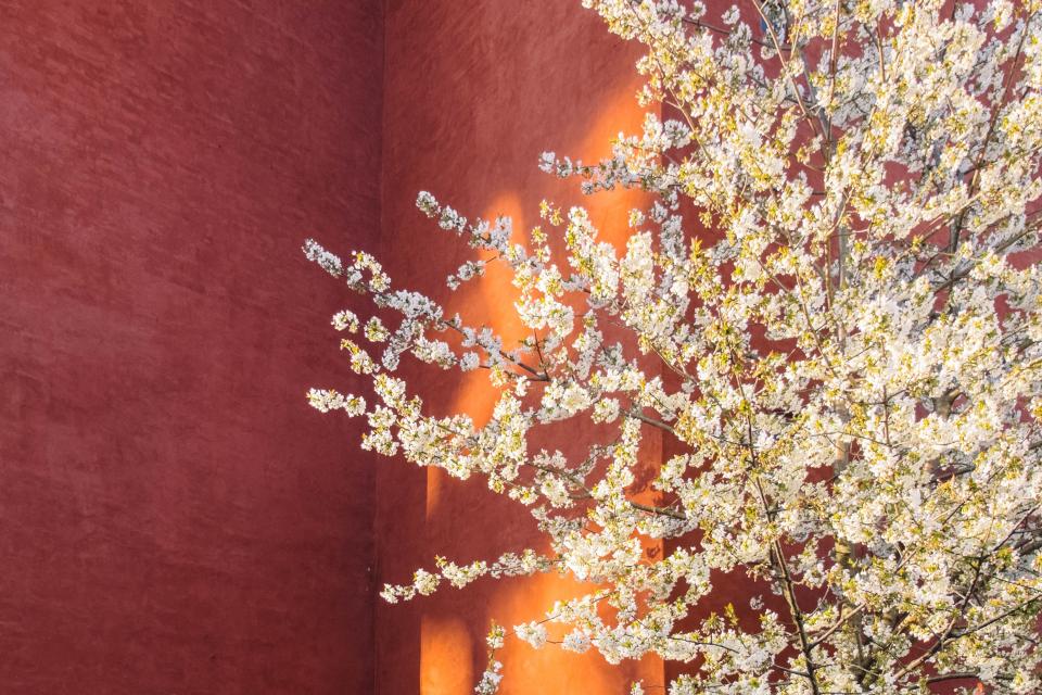Wall Flower