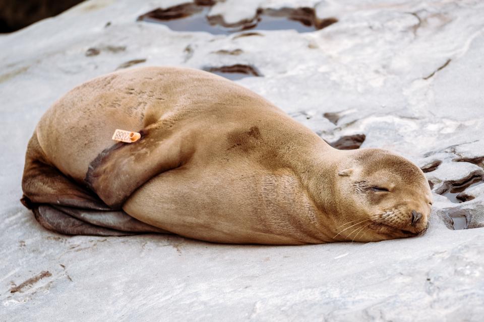 Sea Lion
