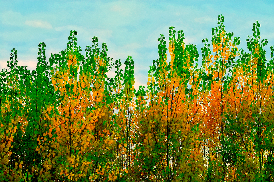 Nature Trees