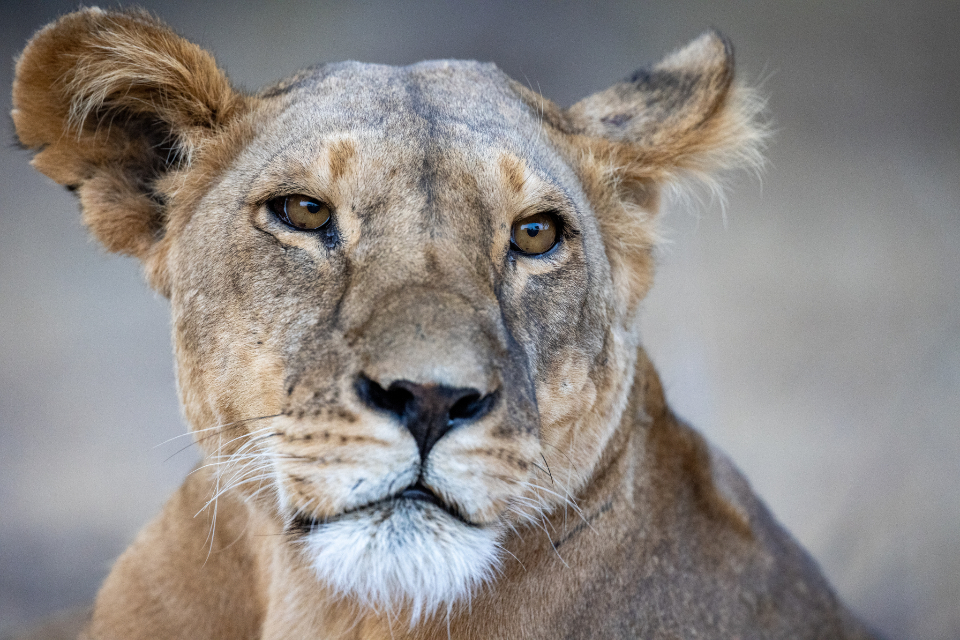 Lion Animal