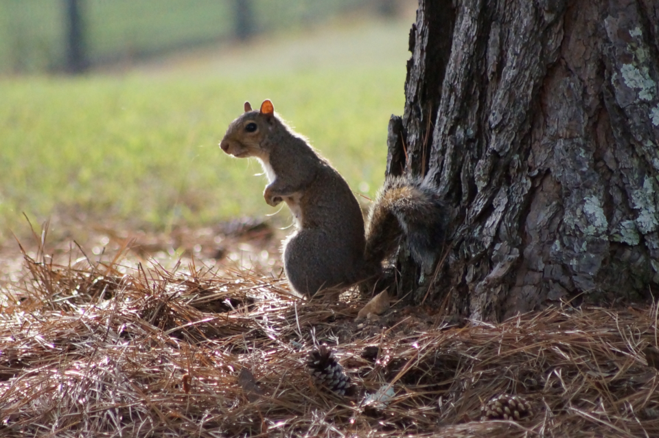 Squirrel Animal