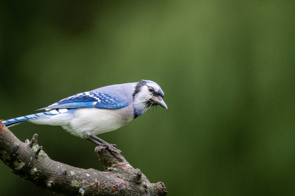 Bird Tree