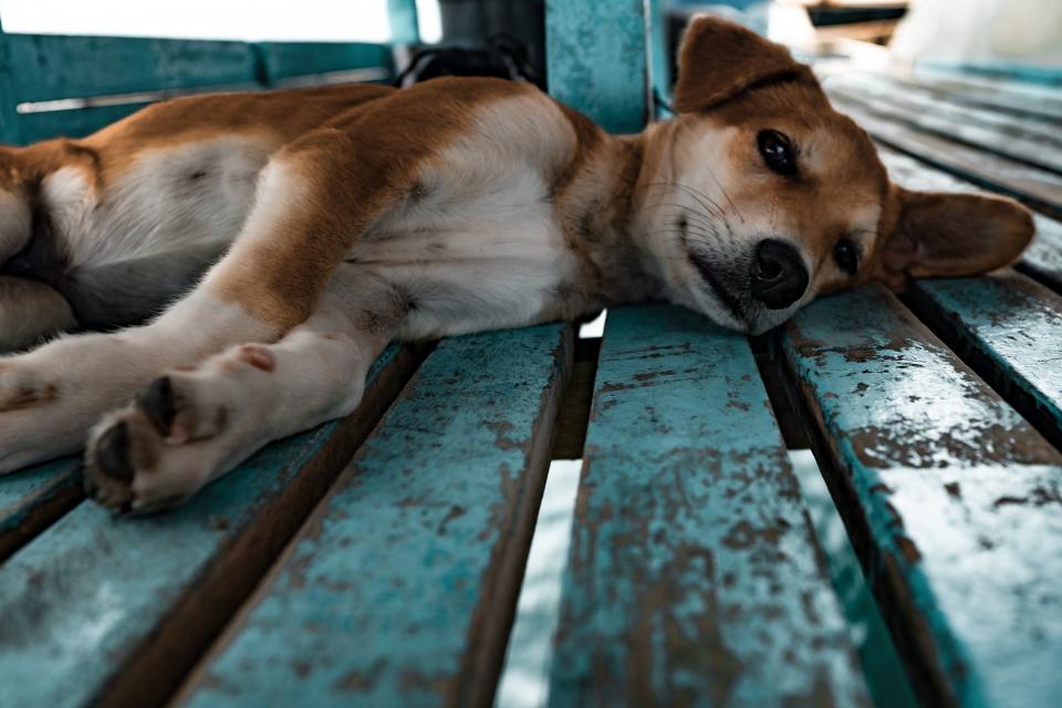 Wood Dog